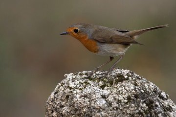 Fototapeta premium European robin. Erithacus rubecula
