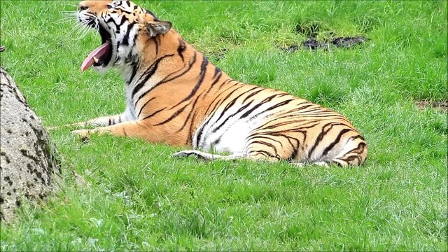royal bengal tiger yawns on meadow
