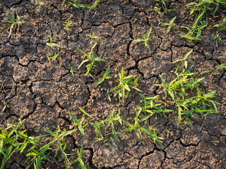 Nature background