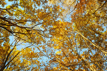 tree branches and yellow autumn leaves against the blue sky