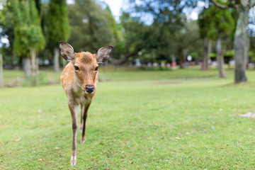 Lovely Deer at nara park
