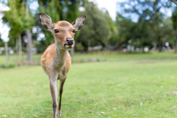 Fototapeta premium Wild deer at outdoor