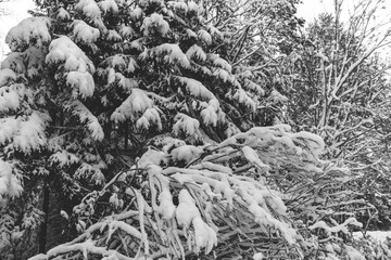 Winter road , forest with pine trees