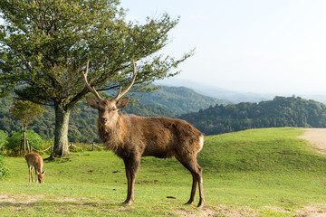 Male deer
