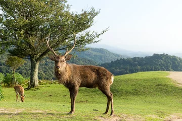 Photo sur Plexiglas Cerf Male deer