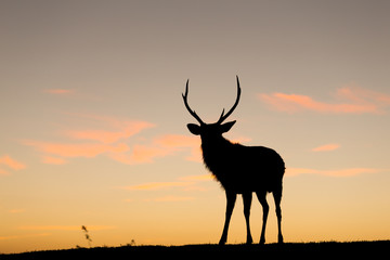 Silhouette of deer at sunset
