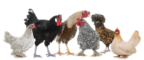 Abwaschbare Fototapete Hähnchen Gruppe von Hühnern