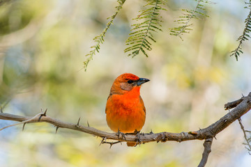 El pájaro rojo está tranquilo.
