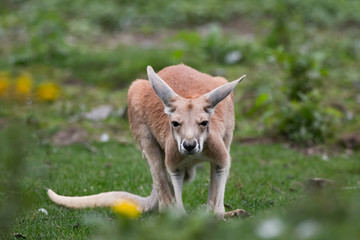 Jeune kangourou roux