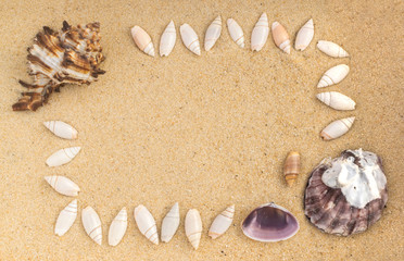Fototapeta na wymiar Bright Background with Different Sea Shells