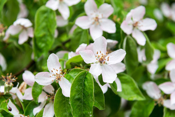 branch of blossoming apple tree in spring