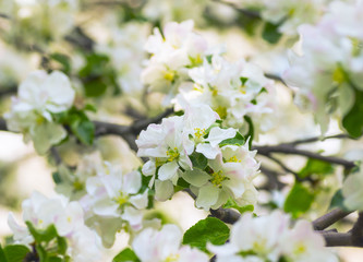 Obraz premium Blooming apple tree in the spring garden