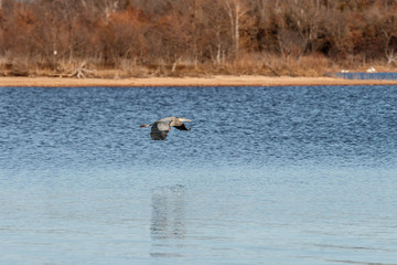 Fototapeta premium Blue Heron