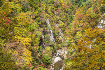 Naruko canyon with autumn foliage