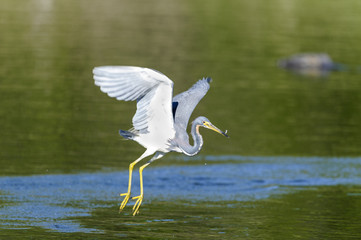 Tricolored Heron snags tiny fish