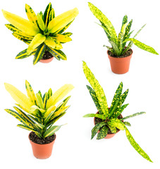 Set of pot plant with yellow-green leaves - codiaeum, isolated o