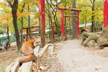 Fox and japanese temple