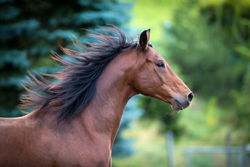 Obraz premium Podpalany koński portret na zielonym tle. Koń Trakehner z biegnącą grzywą na zewnątrz.