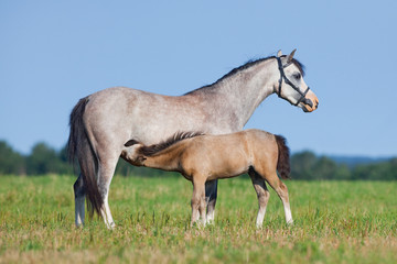 Plakat Mare and foal in field. Horses eating grass outside. Two horses grazing in summer.