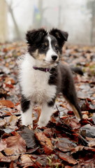 chiot foret