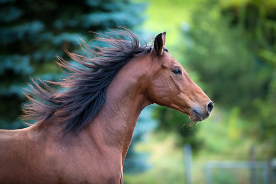 Fototapeta Bay horse portrait on green background. Trakehner horse with long mane running outdoor.