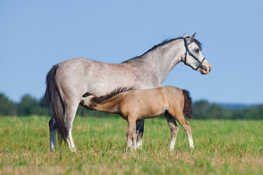 Mare and foal in field. Horses eating grass outside. Two horses grazing in summer.