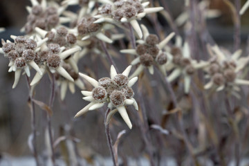Edelweiss