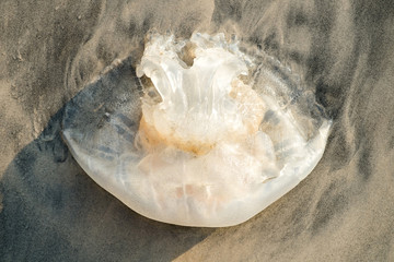 Fototapeta na wymiar Jellyfish on the beach