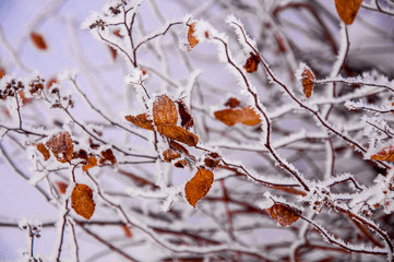 The bush branches covered by the snow