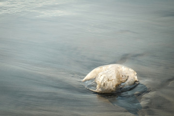 Fototapeta na wymiar Jellyfish on the beach