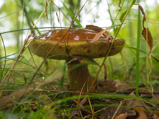 Mushroom in the forest