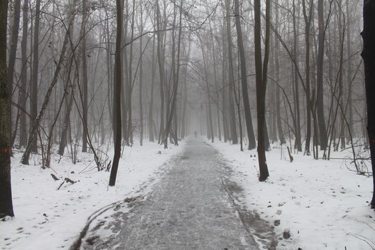 Zima w Lesie Kabackim