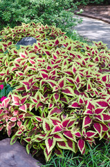 Decorative plant along with walkway