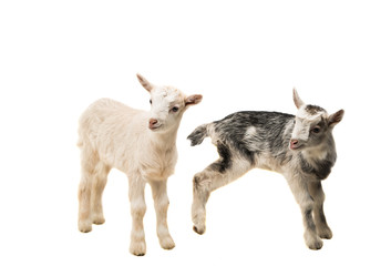 small goats isolated