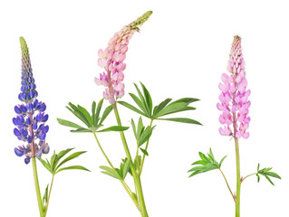set of lupine three flowers isolated on white