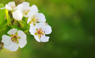 Pear tree blossom.