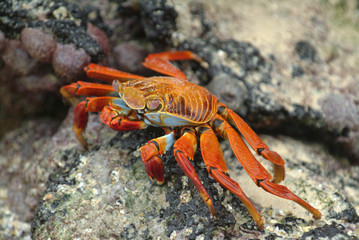 Sally Lightfoot Crab, Galapagos