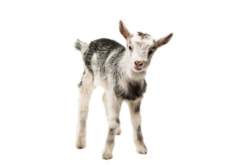 Naklejka na ściany i meble small goats isolated