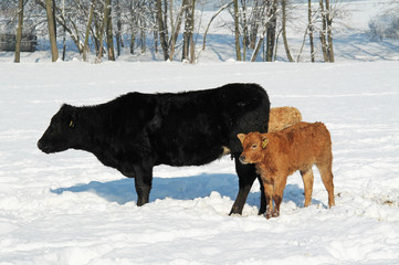 black cow and little brown calves in the snow in winter