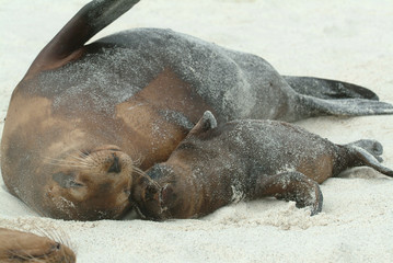 Galapagos Sea Lion Mom and Baby