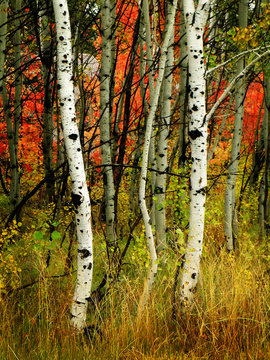 Fall Birch Trees with Maple Trees in Background