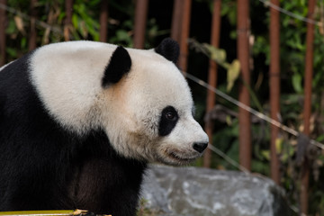 Obraz premium Panda géant en train de manger