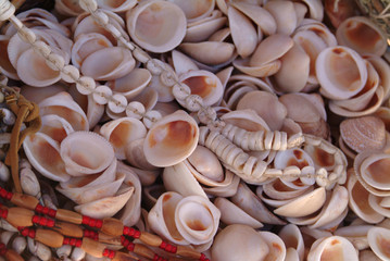 Shells Used for Native American Necklaces, California