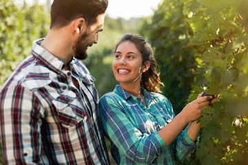 Couple working in vineyard