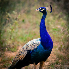 A leucistic Indian peacock