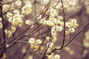 Blooming willow branch in springtime, seasonal vintage easter background with copy space