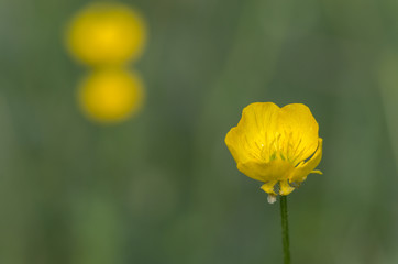 Scharfer Hahnenfuß