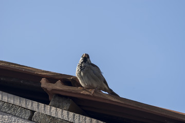 Sparrow on a building roof
