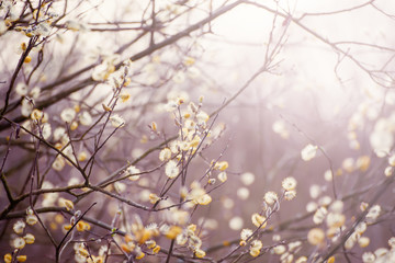 Blooming willow branch in springtime, seasonal sunny easter vintage background with copy space