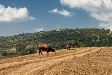 Naklejka na ściany i meble Farm in the south of Spain. Here are grown bulls for bullfightin